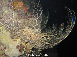During the day these look like a giant brillo pad, this i... by Bob Jeannetti 